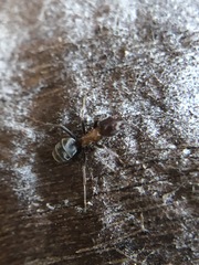 Liometopum microcephalum