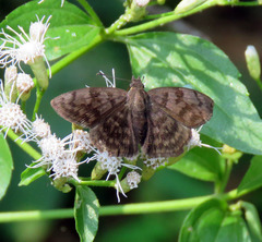 Pellicia dimidiata