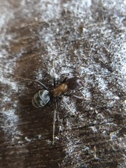 Liometopum microcephalum