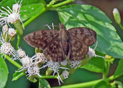 Pellicia dimidiata