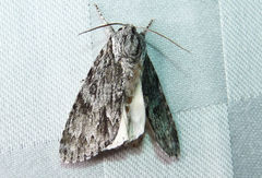 Acronicta longa