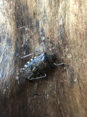 Rhaphigaster nebulosa