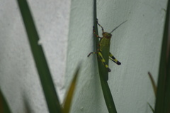 Zoniopoda tarsata