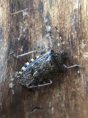 Rhaphigaster nebulosa