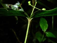 Rudgea cornifolia