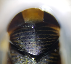 Hesperocorixa linnaei