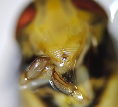 Hesperocorixa linnaei