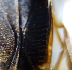 Hesperocorixa linnaei