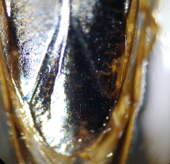 Hesperocorixa linnaei