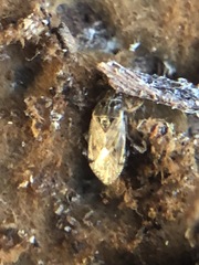 Holcocranum saturejae