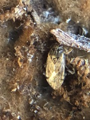 Holcocranum saturejae