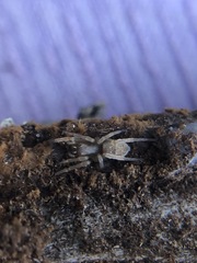 Araneae