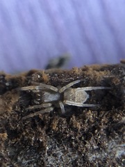 Araneae