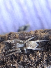 Araneae
