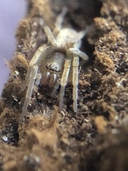 Araneae