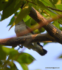 Dicaeum erythrorhynchos