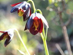 Fritillaria obliqua
