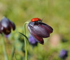 Fritillaria obliqua