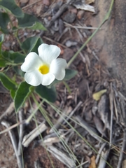 Thunbergia atriplicifolia