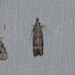 Dichomeris inversella