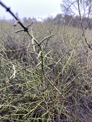 Adolphia californica