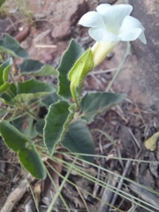 Thunbergia atriplicifolia