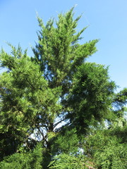 Juniperus bermudiana