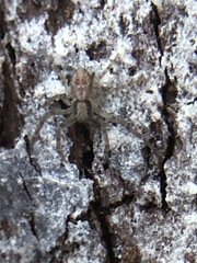 Philodromus