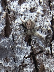 Philodromus