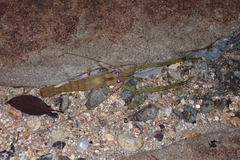 Macrobrachium formosense