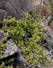 Coprosma distantia
