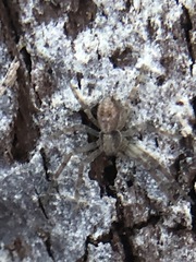 Philodromus