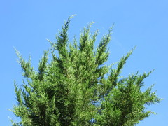 Juniperus bermudiana