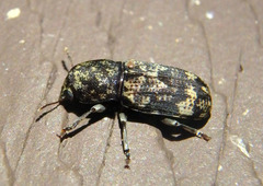 Eugonus bicolor