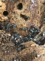 Formicidae