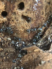 Formicidae