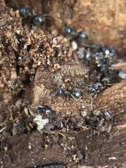 Formicidae