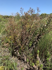 Senecio subcanescens