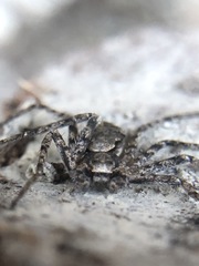 Philodromus