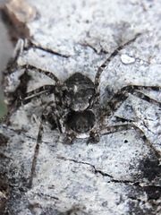 Philodromus