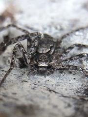 Philodromus