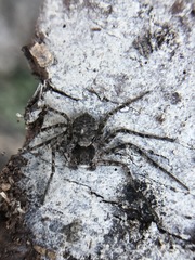 Philodromus