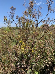 Senecio subcanescens