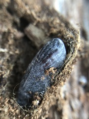 Insecta