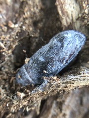 Insecta