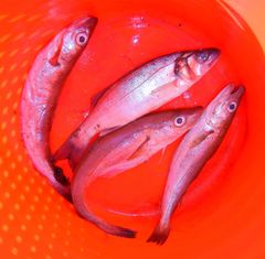 Merlangius merlangus