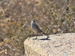 Cercotrichas coryphoeus cinerea