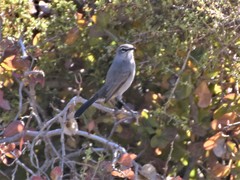 Cercotrichas coryphoeus cinerea
