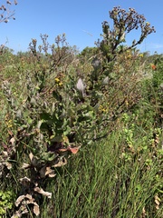 Senecio subcanescens