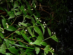 Rudgea cornifolia